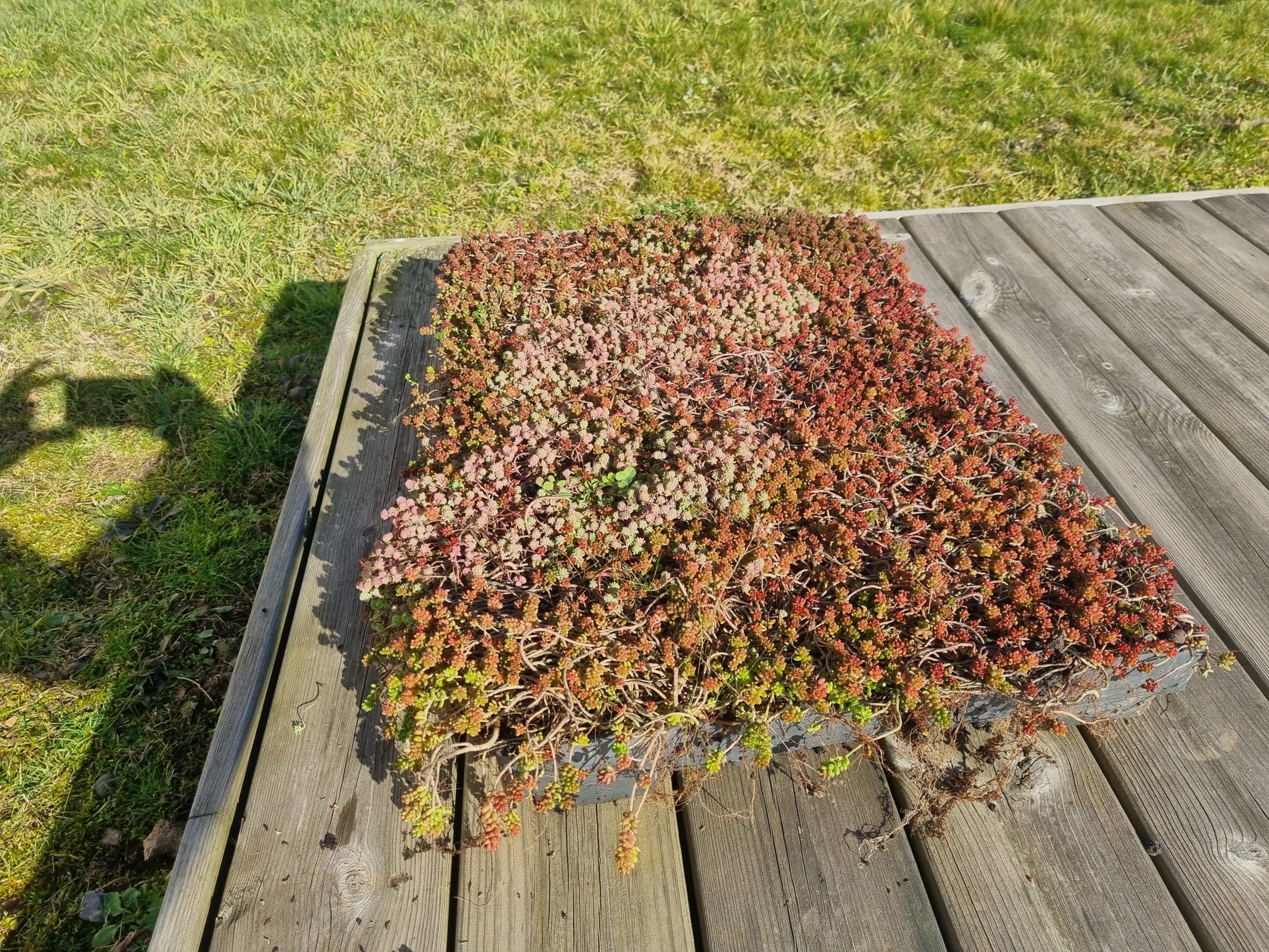 Bac de végétalisation pré-cultivé Sedum 2