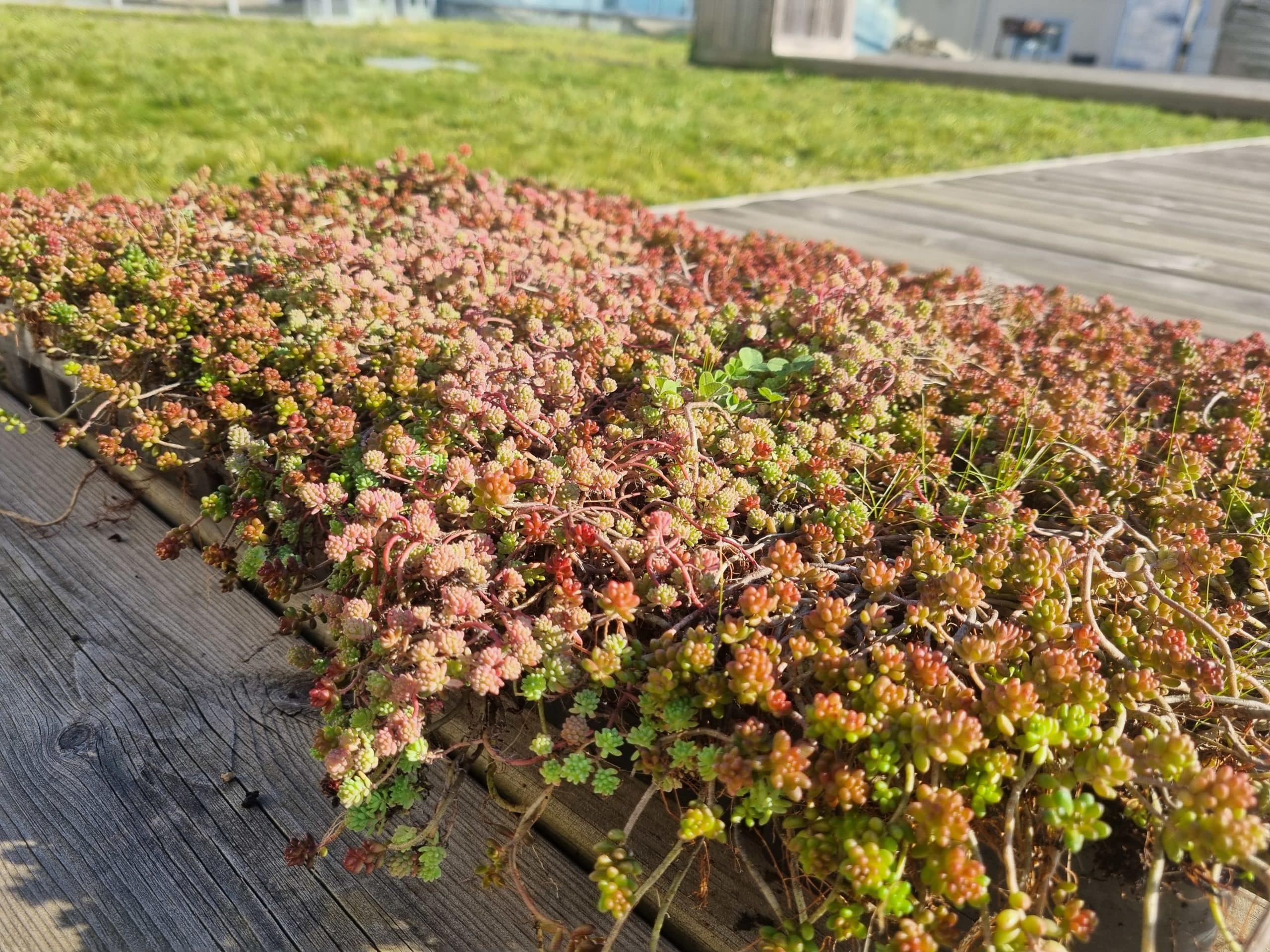 Bac de végétalisation pré-cultivé Sedum 3