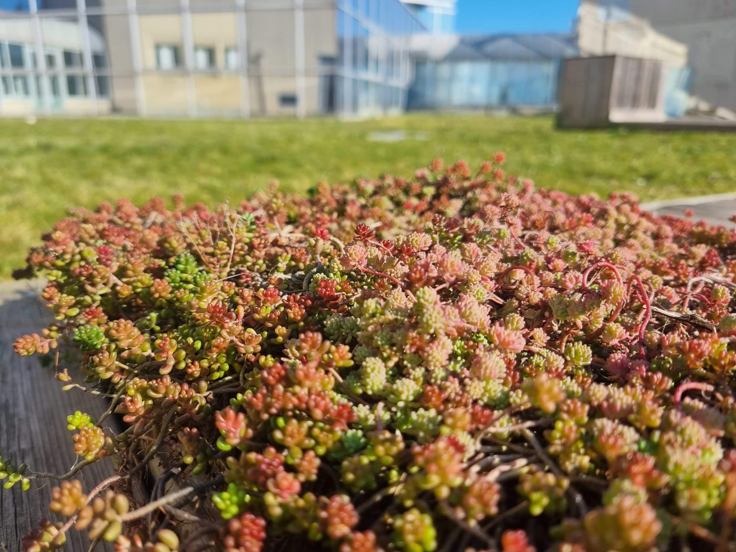 Bac de végétalisation pré-cultivé Sedum